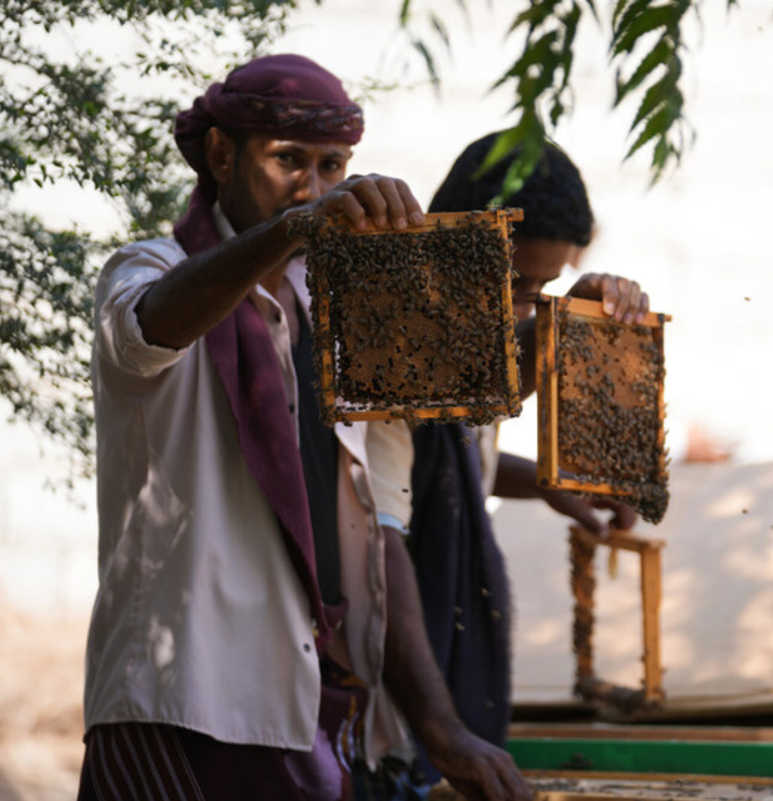 Beekeeping Restoration in Syria