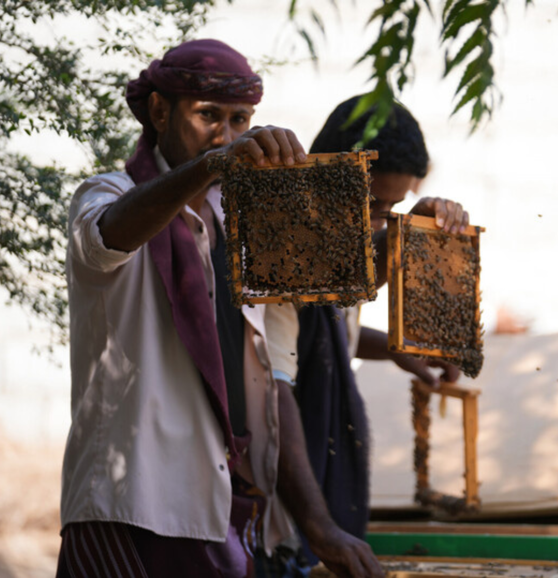 Beekeeping Restoration in Syria