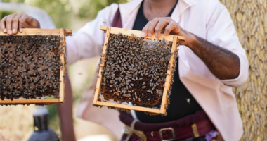 Beekeeping Restoration in Syria
