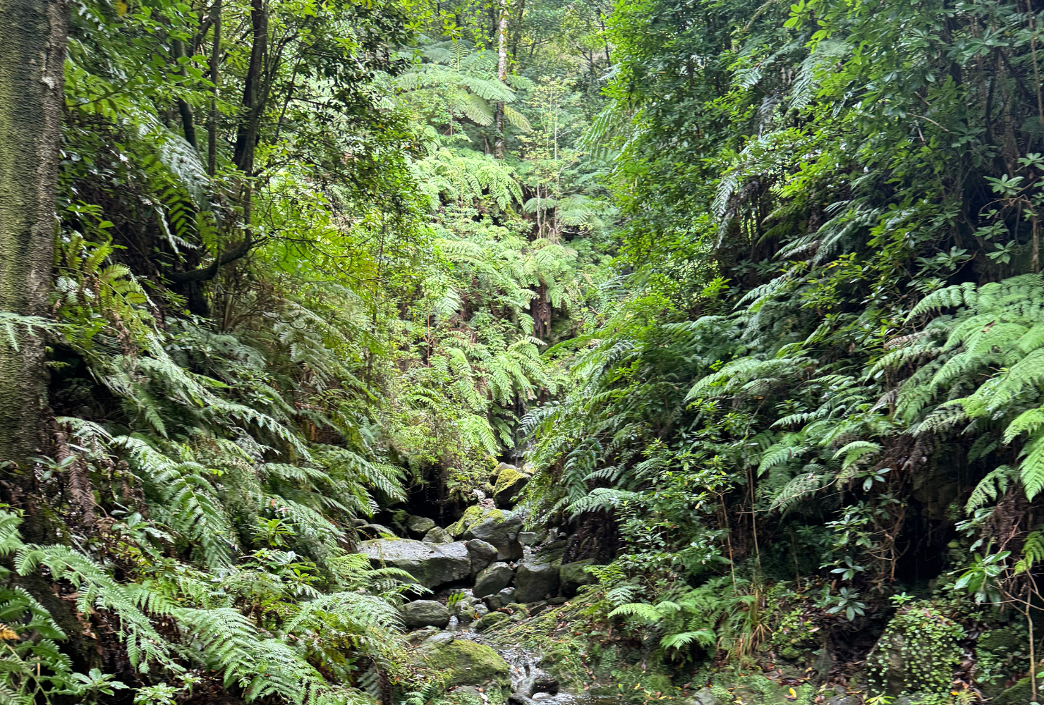 Pico do Arieiro Trek, Madeira
