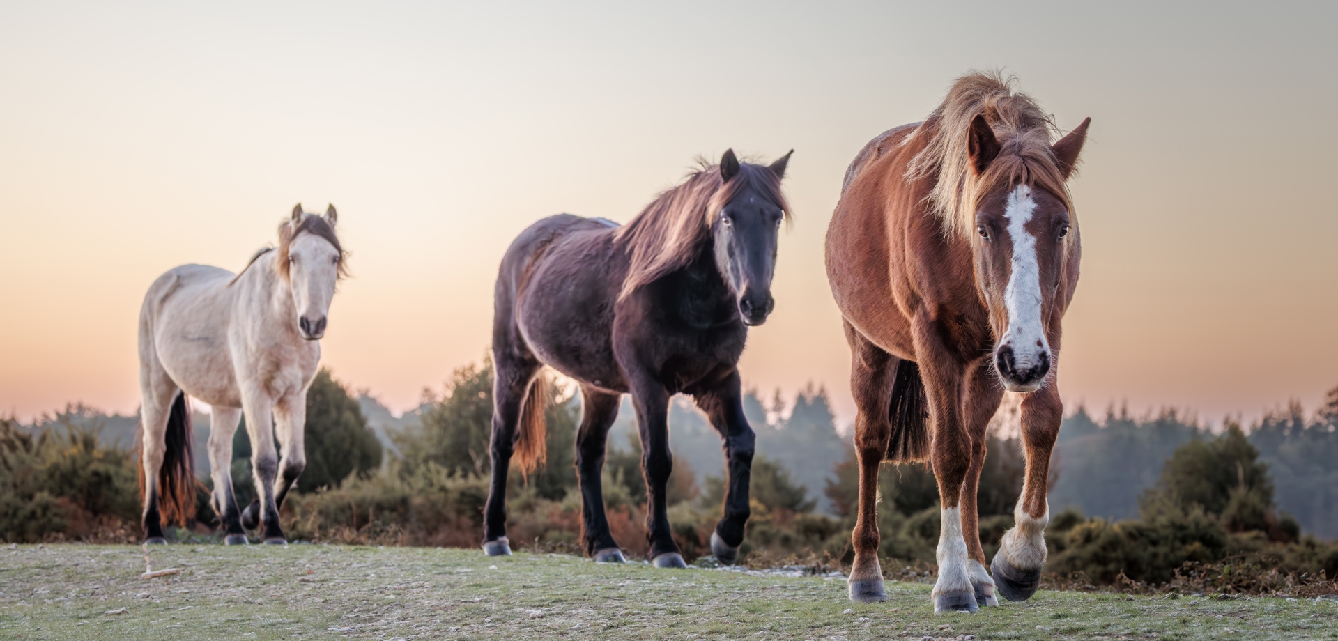 New Forest Walk
